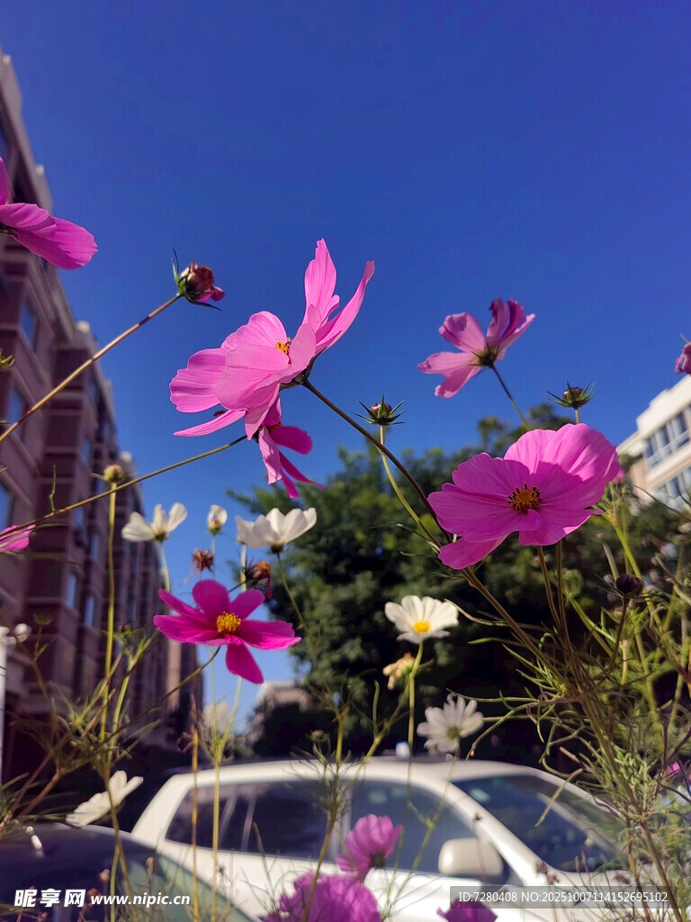街头绽放的绚烂波斯菊