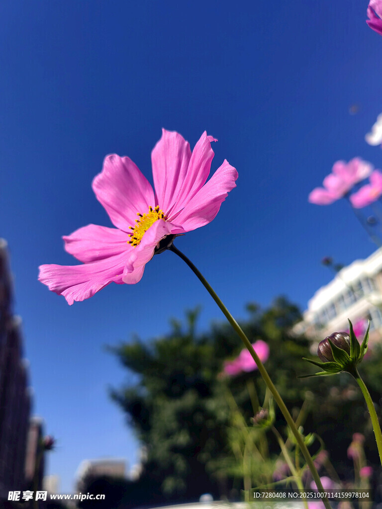 粉色波斯菊绽放蓝天