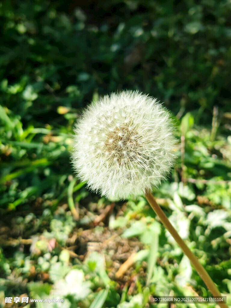 阳光下的蒲公英