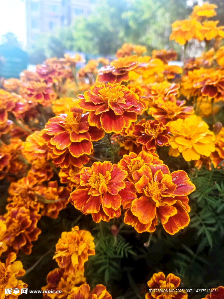 多彩绚烂的美丽花卉