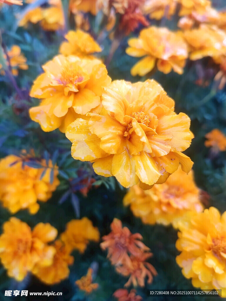 鲜艳绽放的黄色花朵