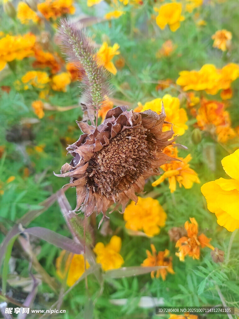 枯萎向日葵与烂漫花丛