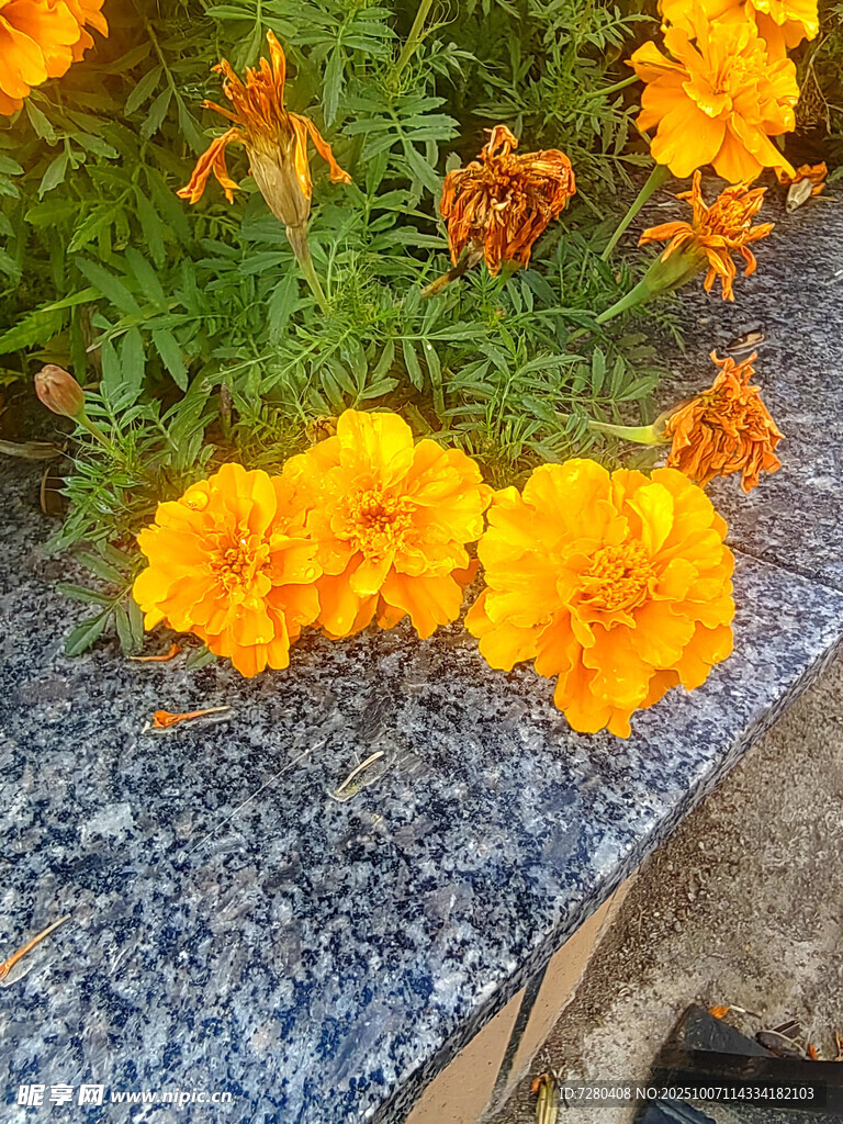 石边绽放的鲜艳黄色花朵