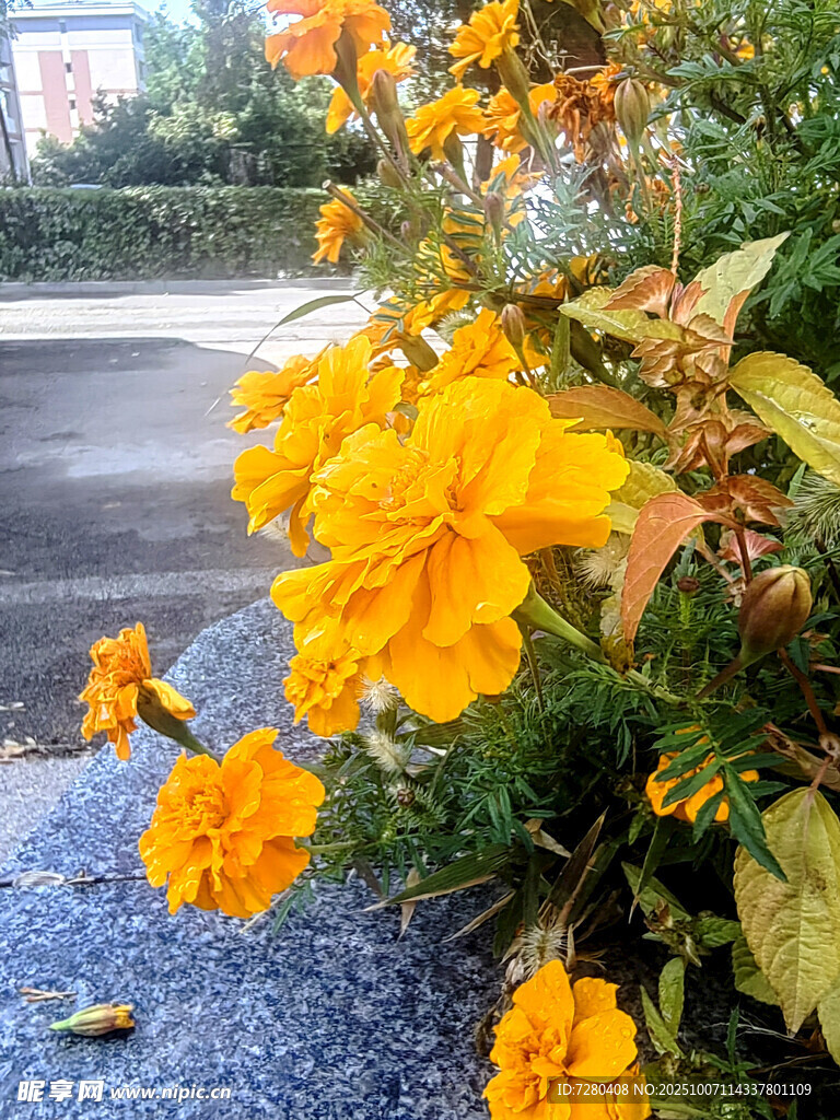 路边绽放的鲜艳黄色花朵