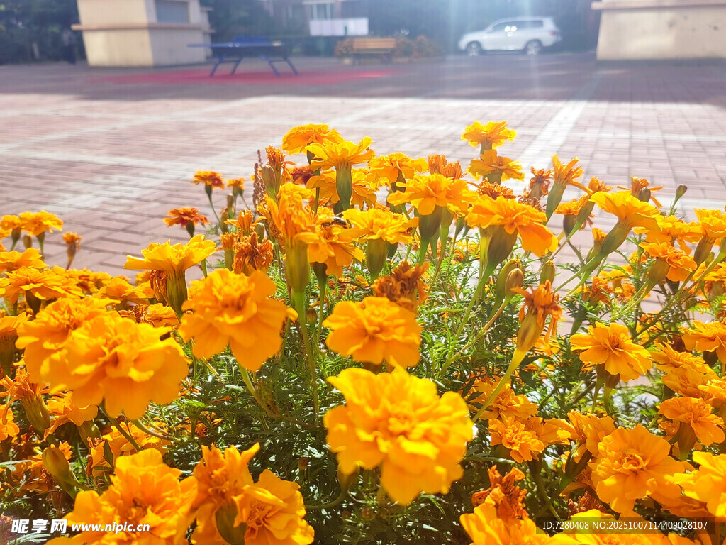 盛放的橙色花朵