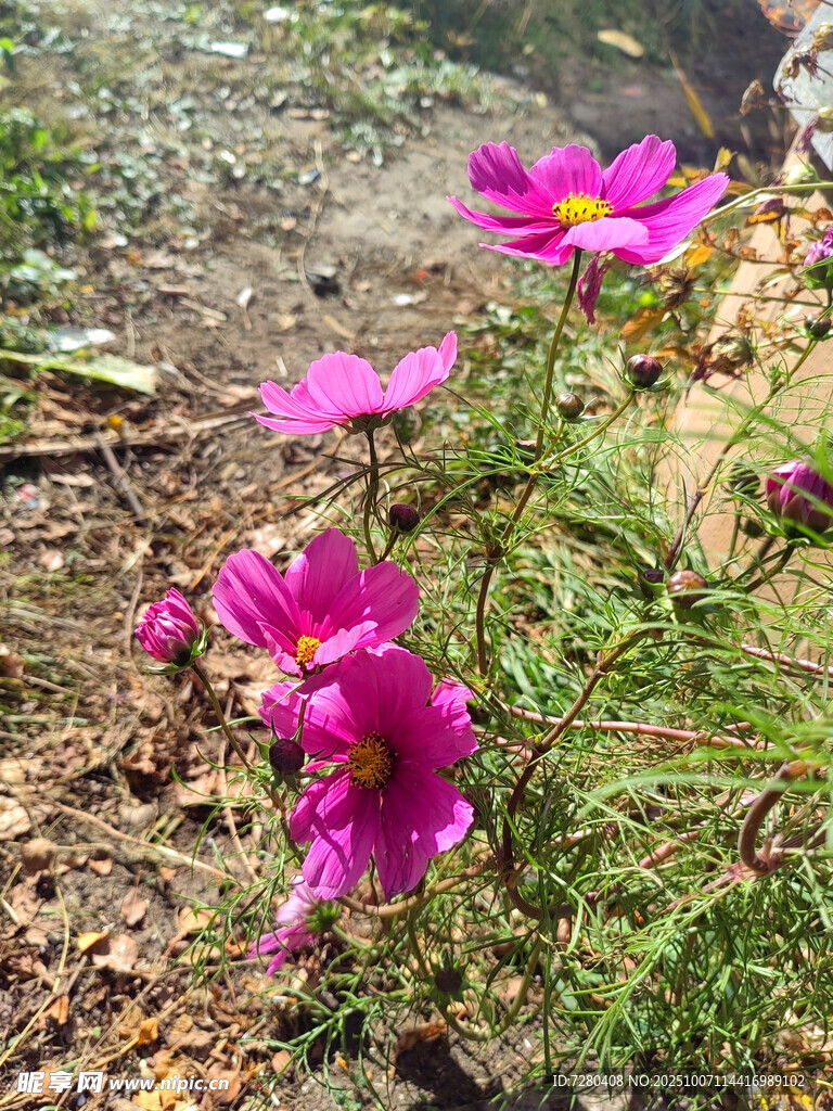 娇艳波斯菊绽放于草地