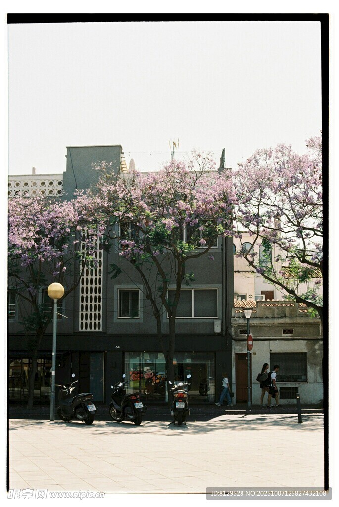 街道旁盛开繁花的建筑