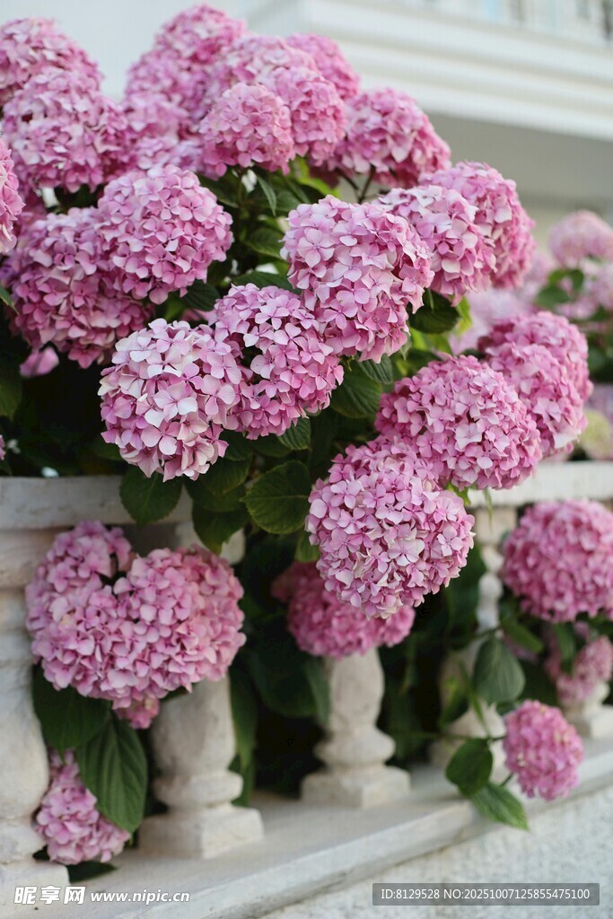 粉色绣球花装点白色栏杆