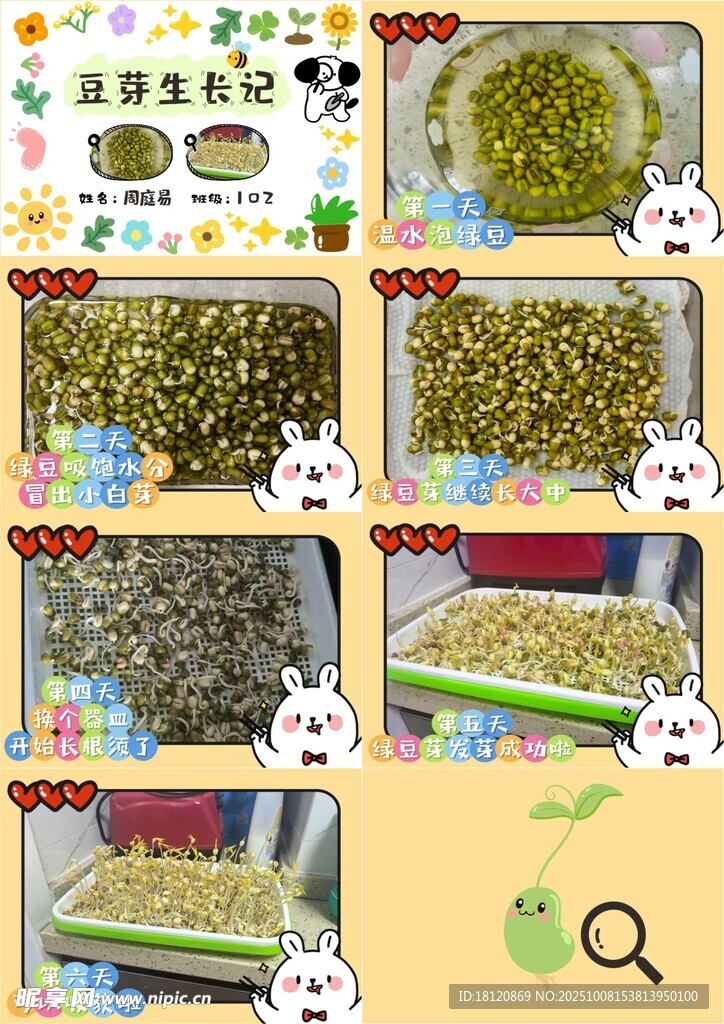 豆芽生长日记