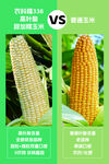 336玉米与普通玉米对比