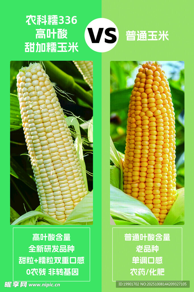 336玉米与普通玉米对比