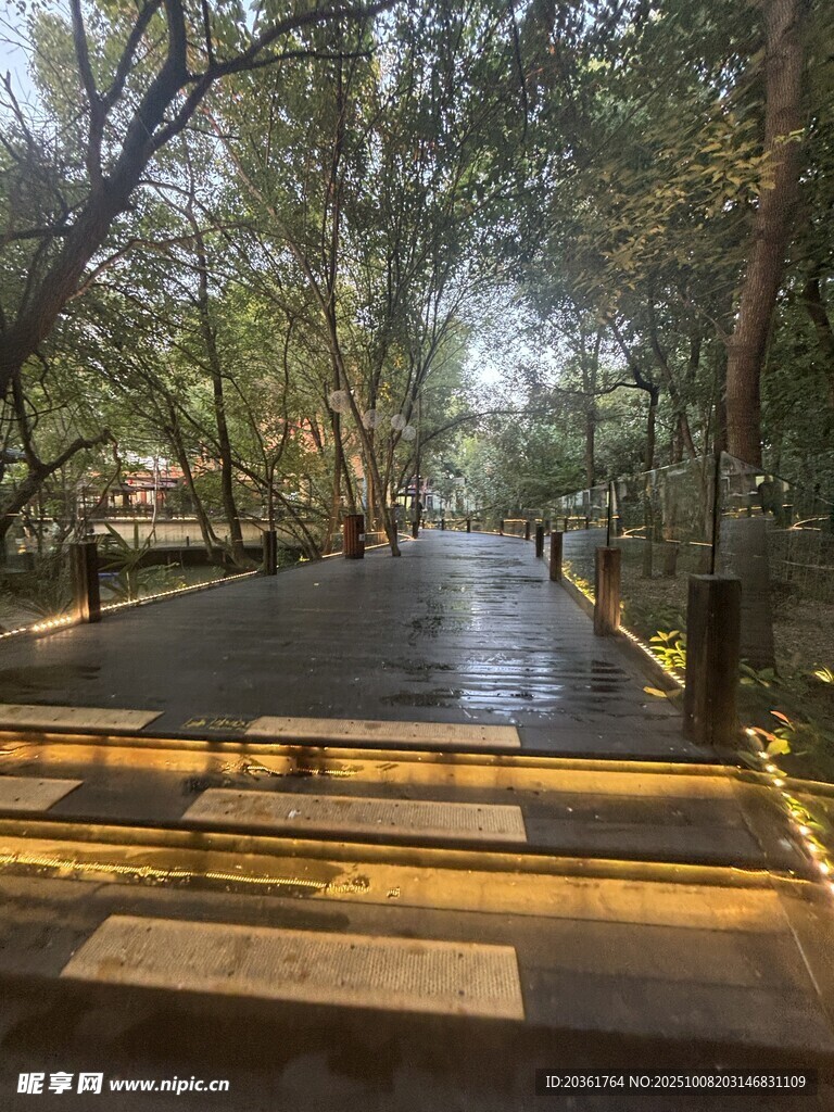 林间阳光洒落的静谧步道