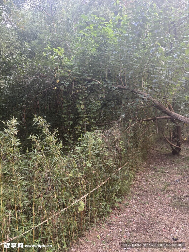 林间小径旁的绿色植物围栏