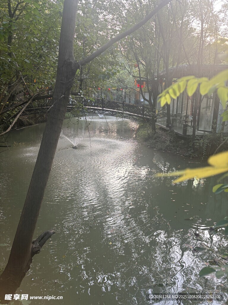 林间溪流边的黄叶景致