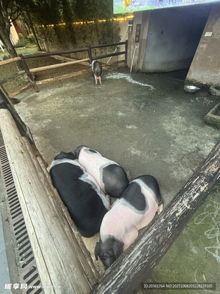 圈舍里的几只小猪