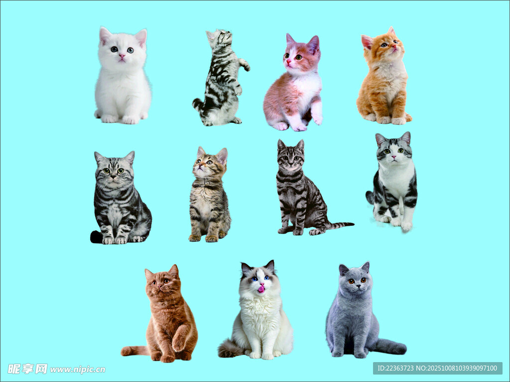 可爱小猫