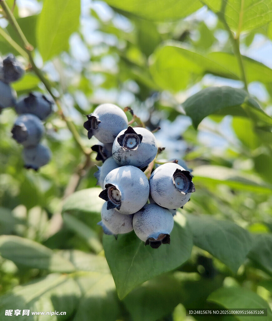 饱满蓝莓挂于翠绿枝叶间