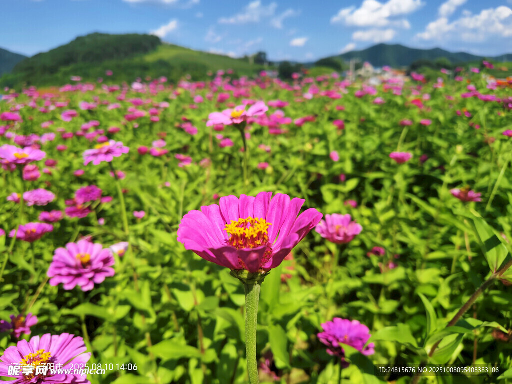 绚烂花海 绽放的美丽瞬间