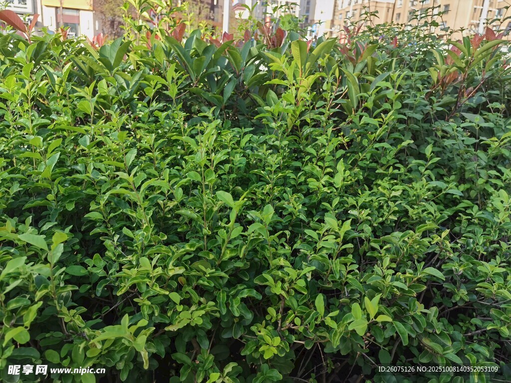 茂盛绿植景观
