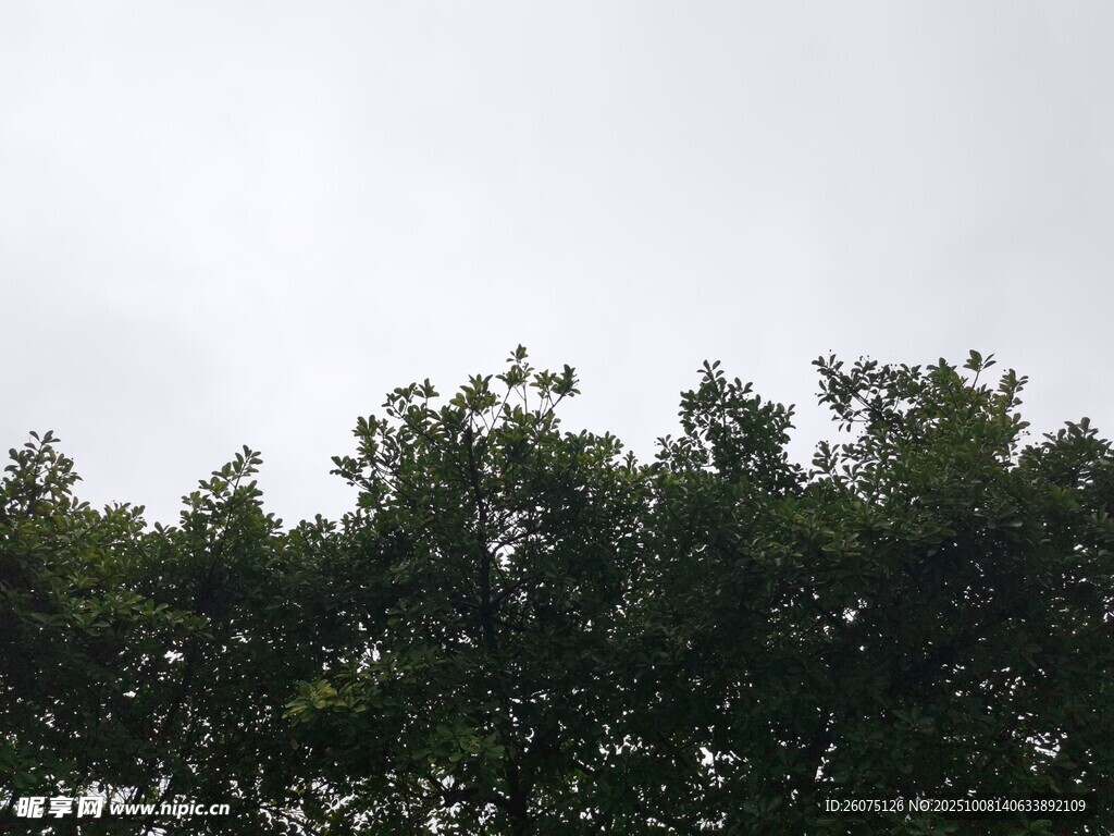 树梢上的天空