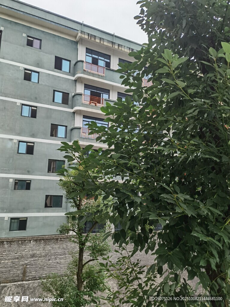 住宅楼旁葱郁绿植