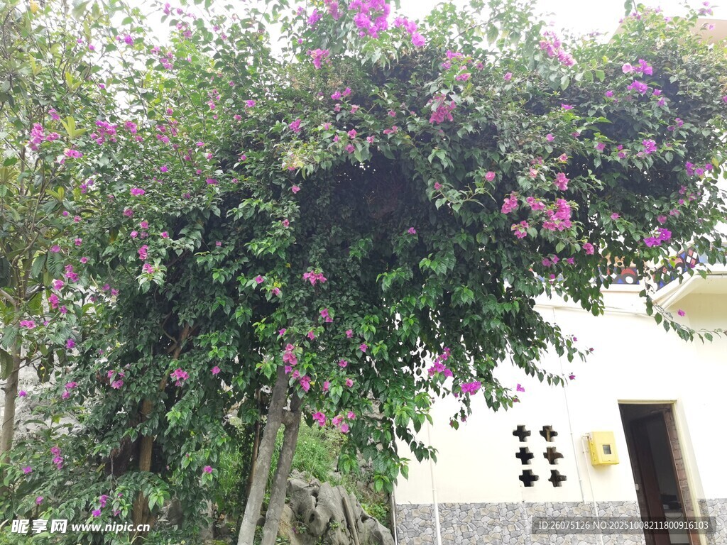 繁花满树的庭院景致