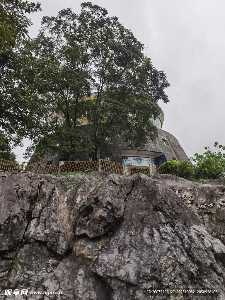 岩石旁的大树与远处房屋
