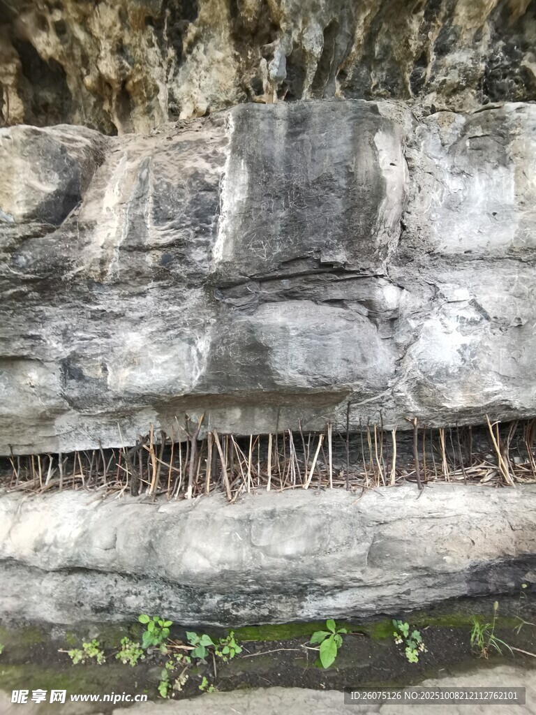 岩石缝隙中生长的植物