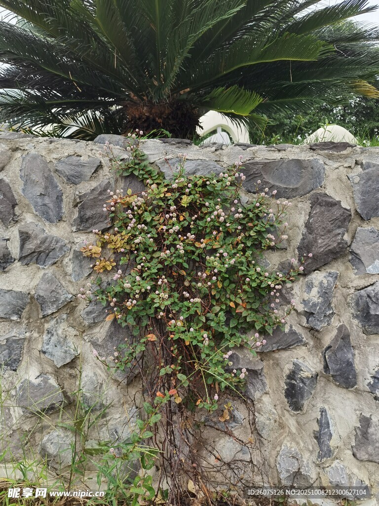 石墙上的绿植与铁树