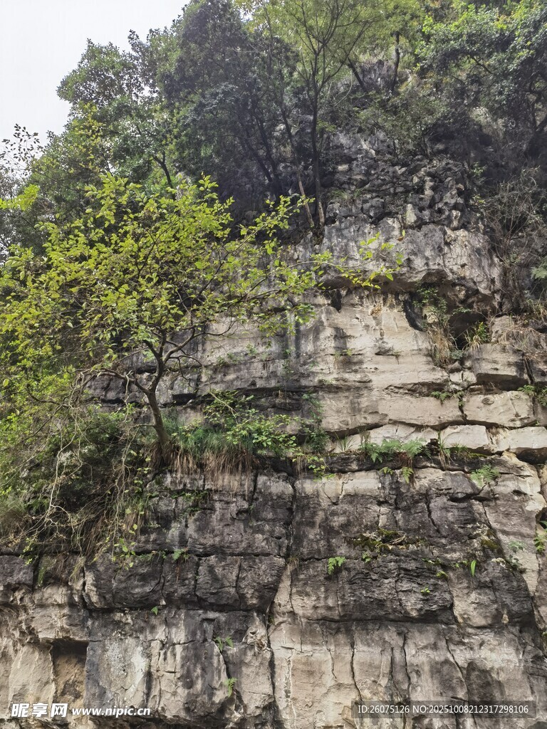 陡峭崖壁上的绿意生机
