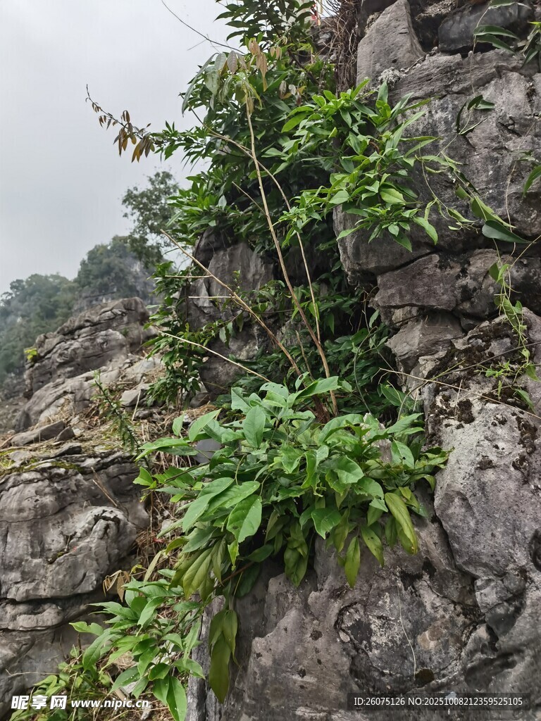 岩石上的繁茂绿植