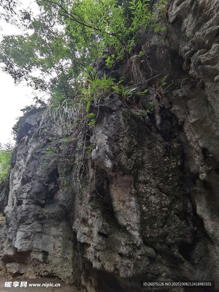陡峭岩壁上的绿意生机