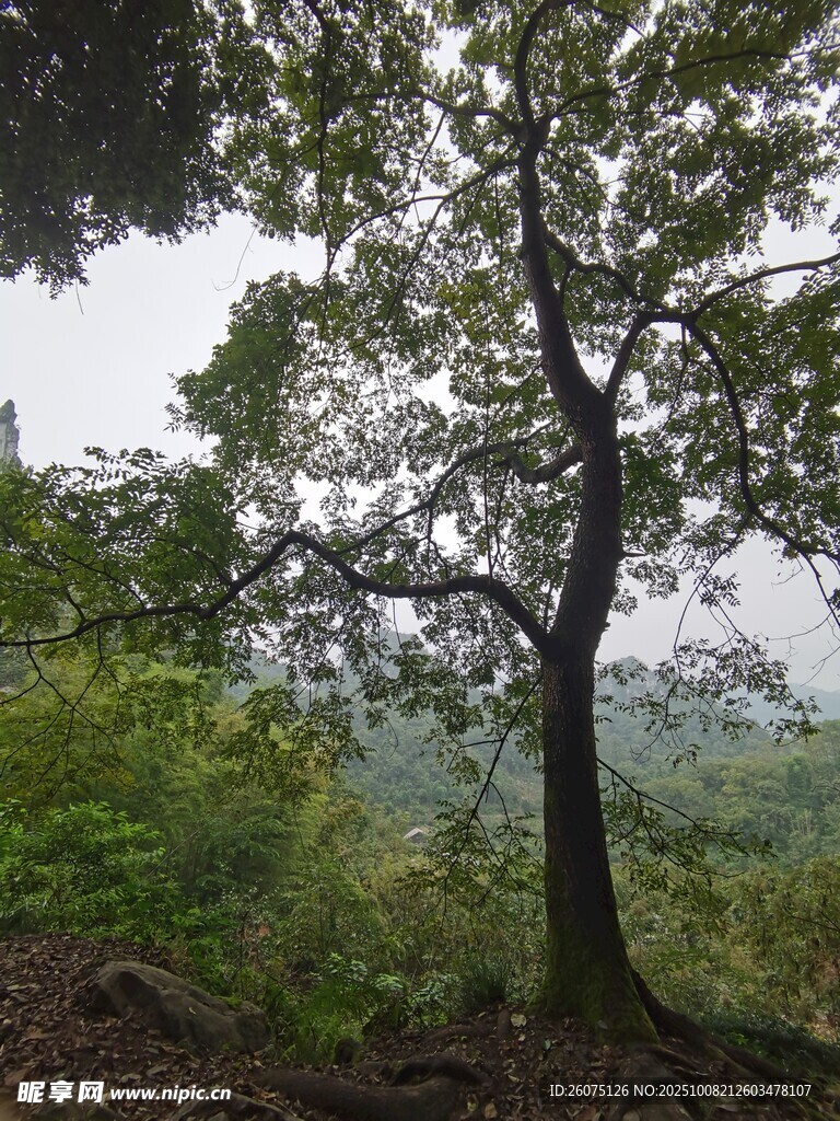 山林中的高大繁茂树木