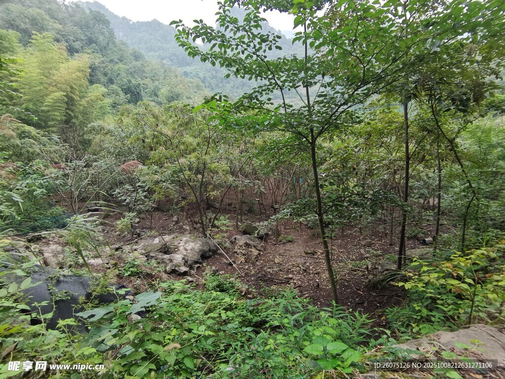 山林间的繁茂植被景观