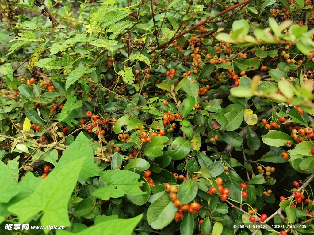 绿叶间的红色小果实