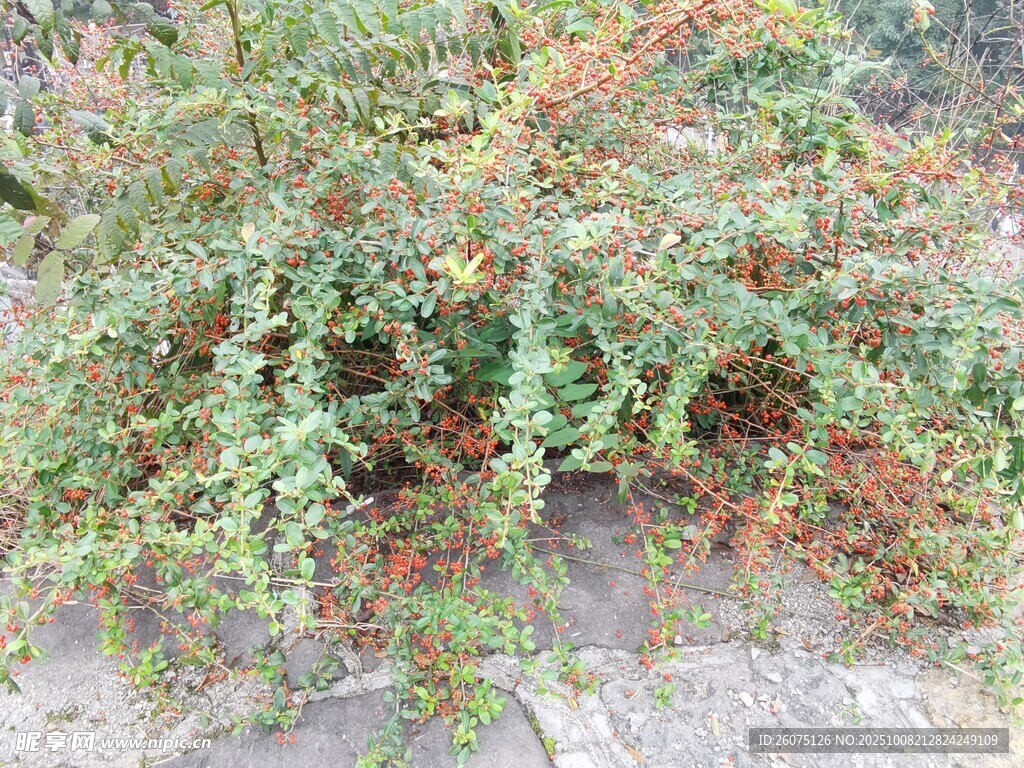 地面上的绿色植物