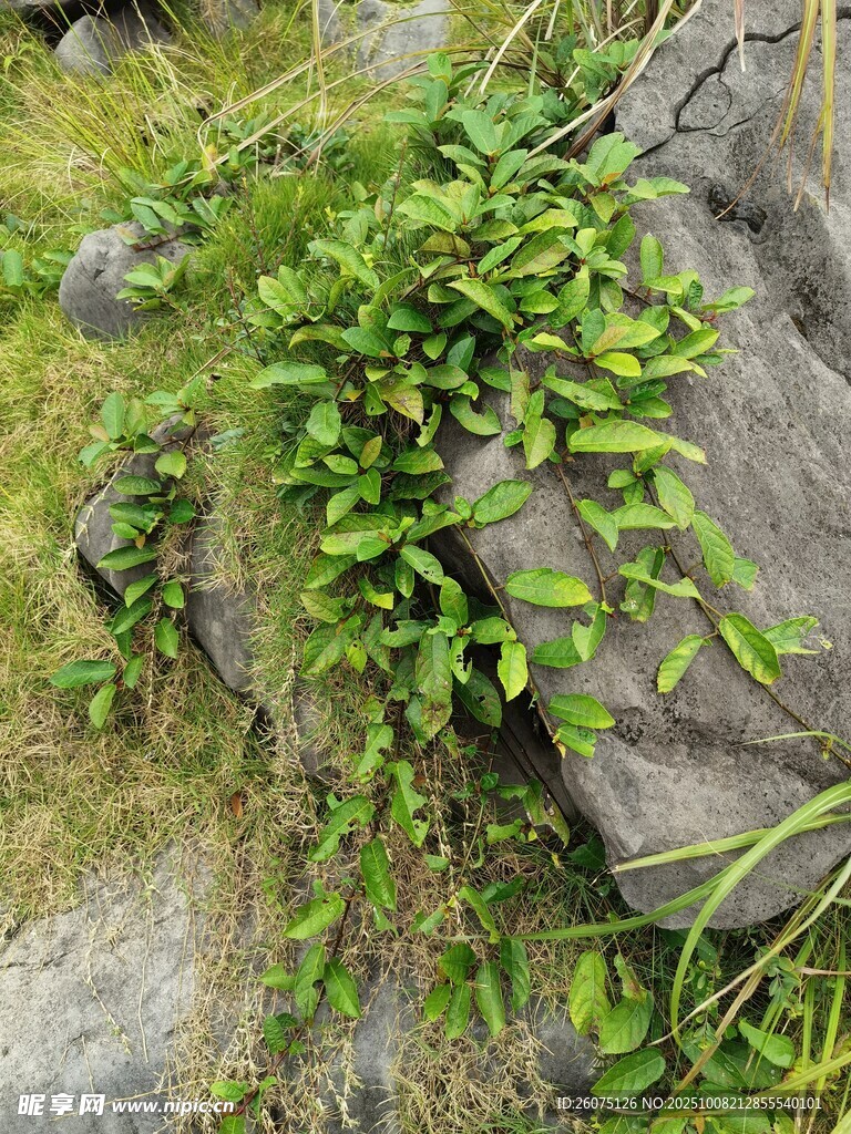 岩石缝隙中的翠绿植物