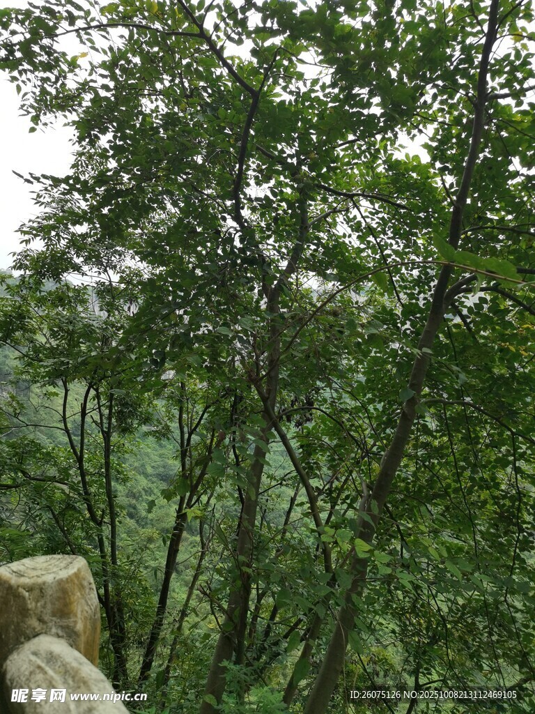 山林绿意景观