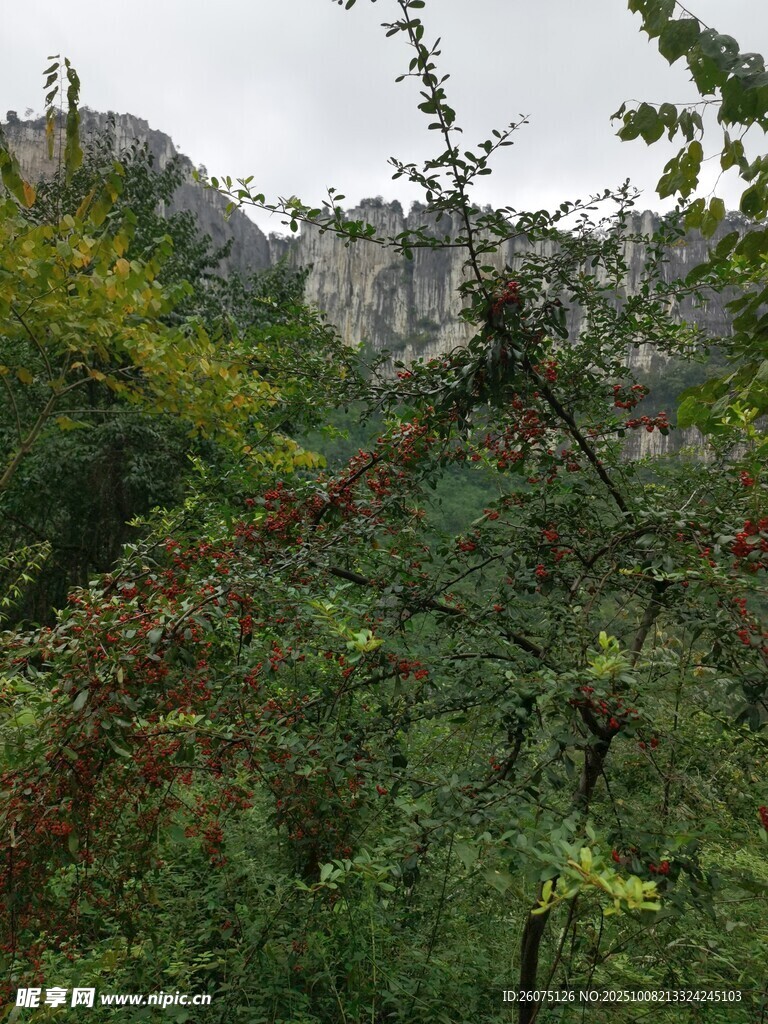 山间繁茂植被与远处建筑