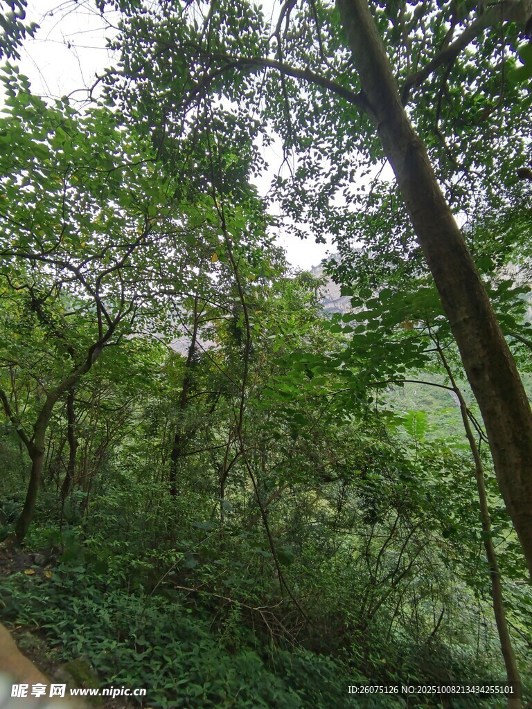 茂密森林绿意盎然景象