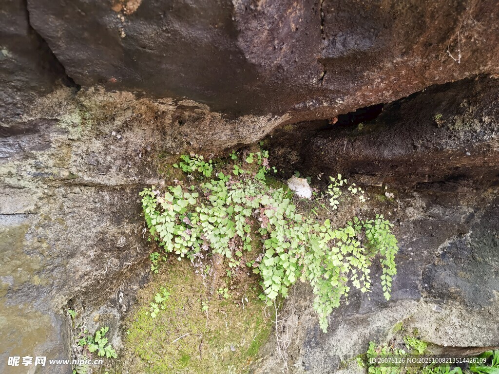 岩石上的翠绿苔藓植物