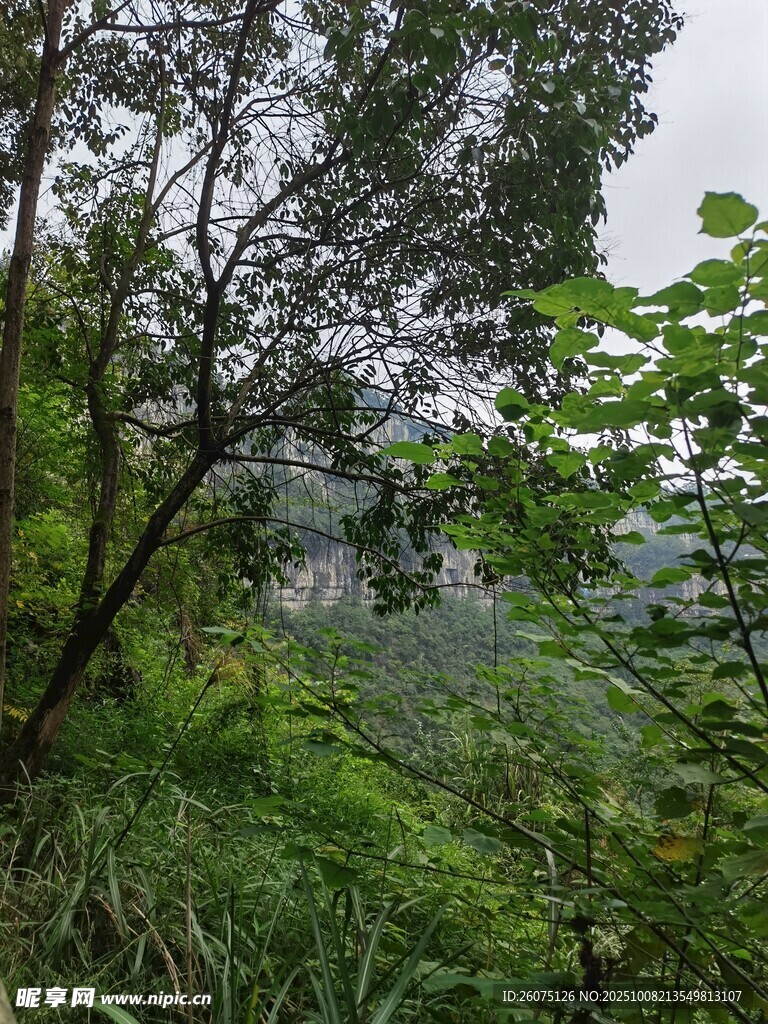 山林间繁茂植被景观