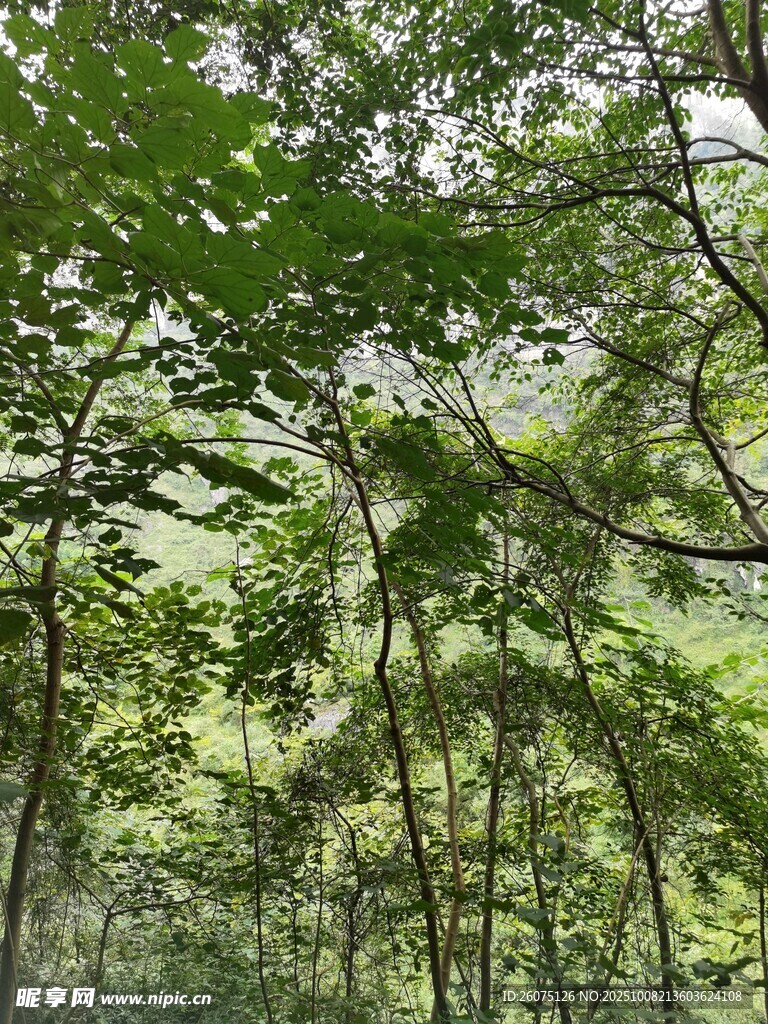 茂密树林绿意盎然