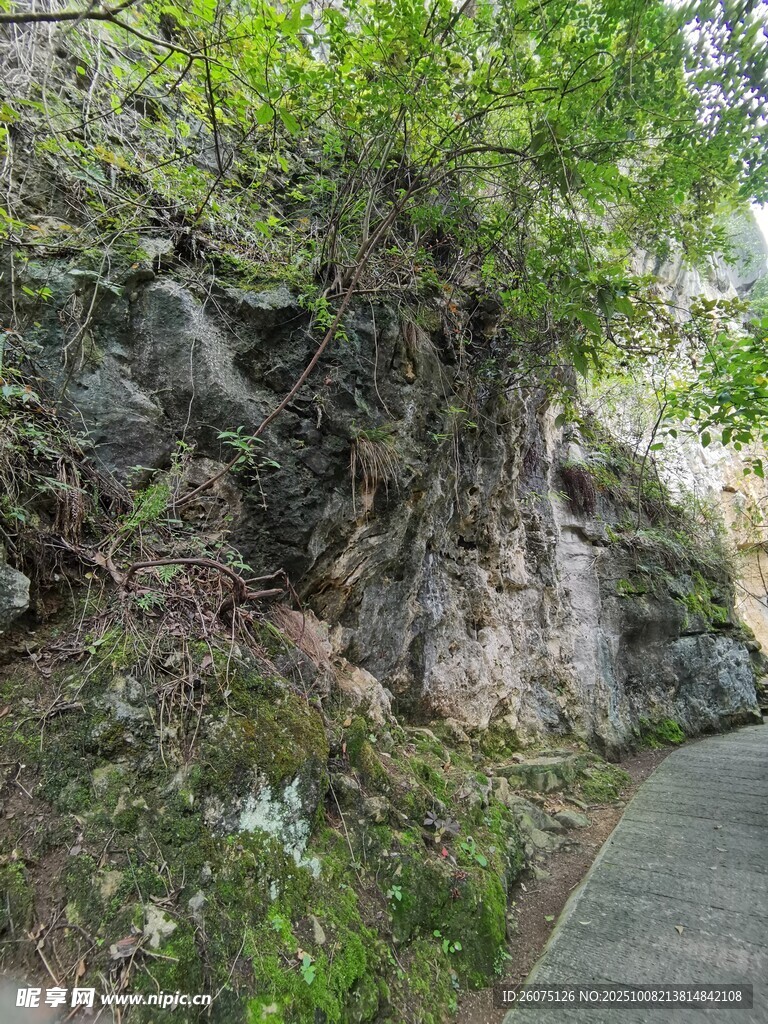 山间石径旁的繁茂植被