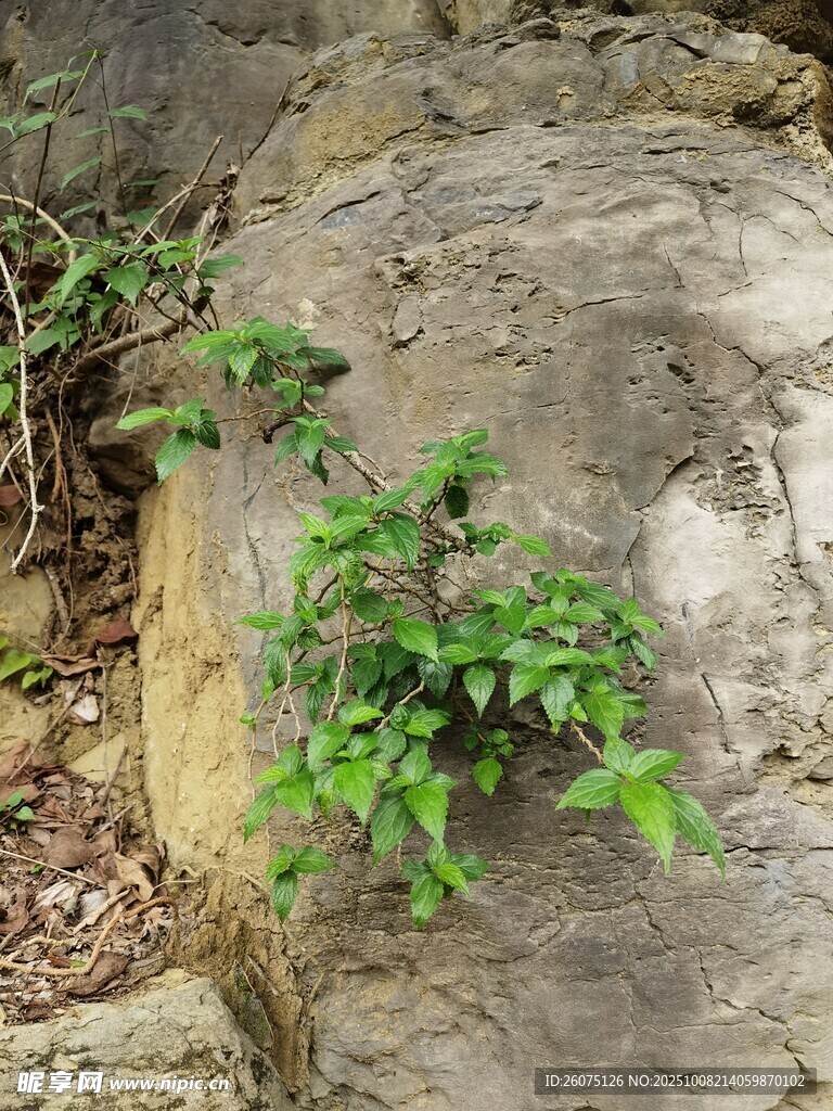 岩石上的翠绿植物