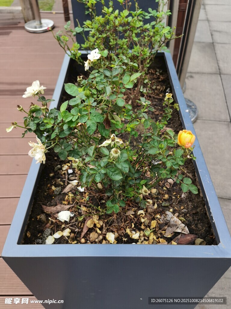 户外方形花箱中的花卉