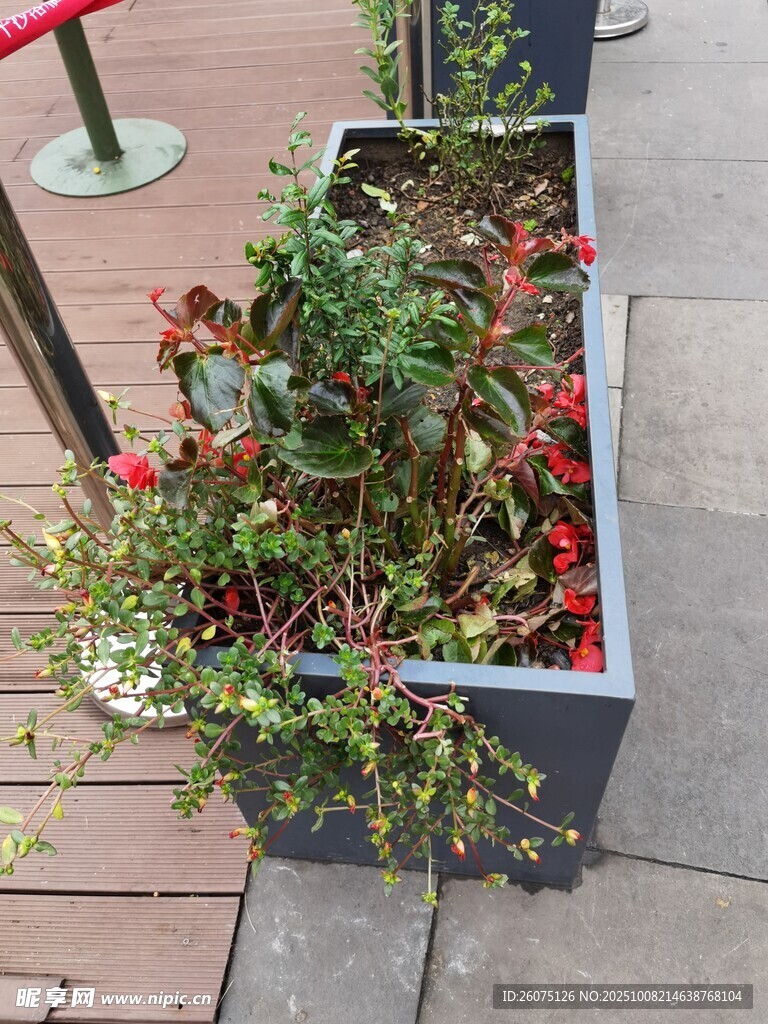 户外花箱绿植景观
