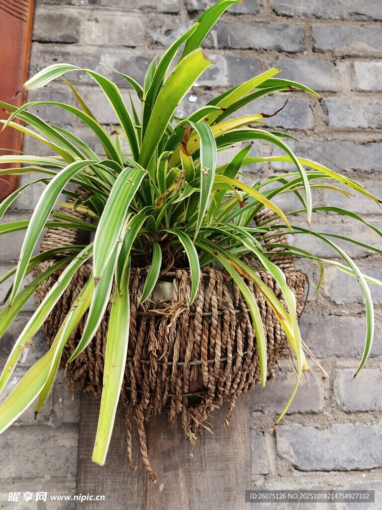 悬挂绿植根系外露展生机