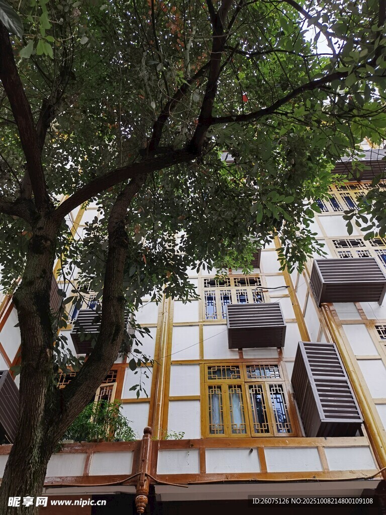 城市中树旁的特色建筑