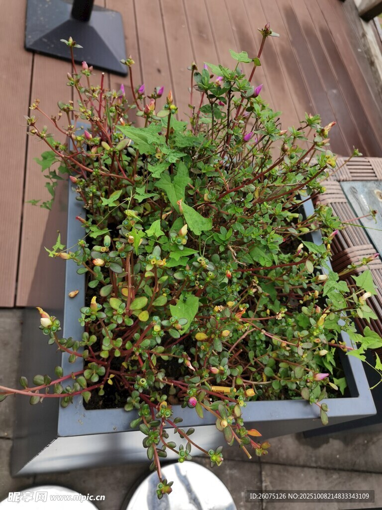 窗边绿植生机盎然